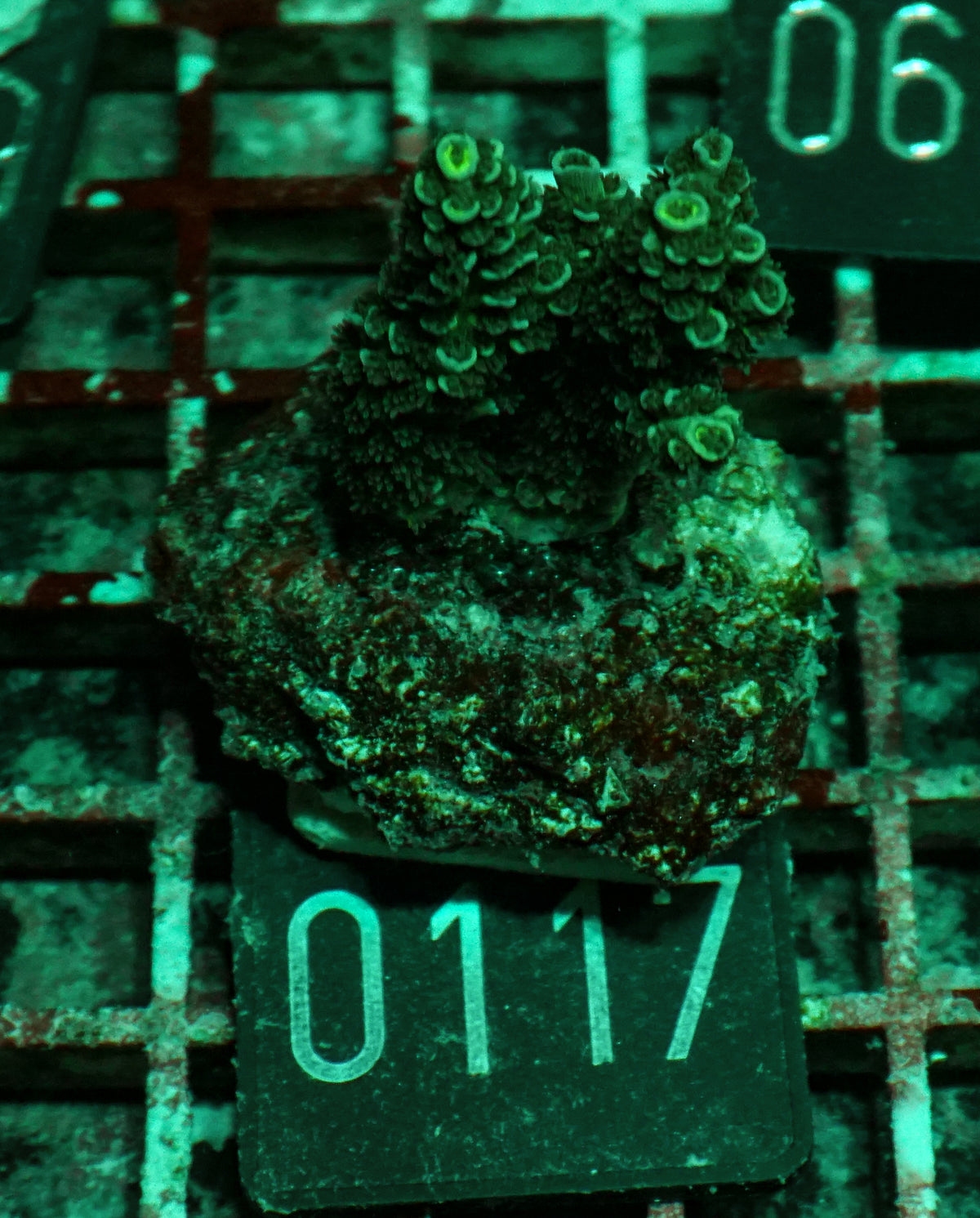 Acropora tenuis „Walt Disney art"
