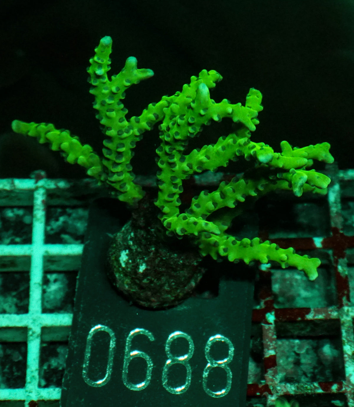 Anacropora forbesi  "rare"
