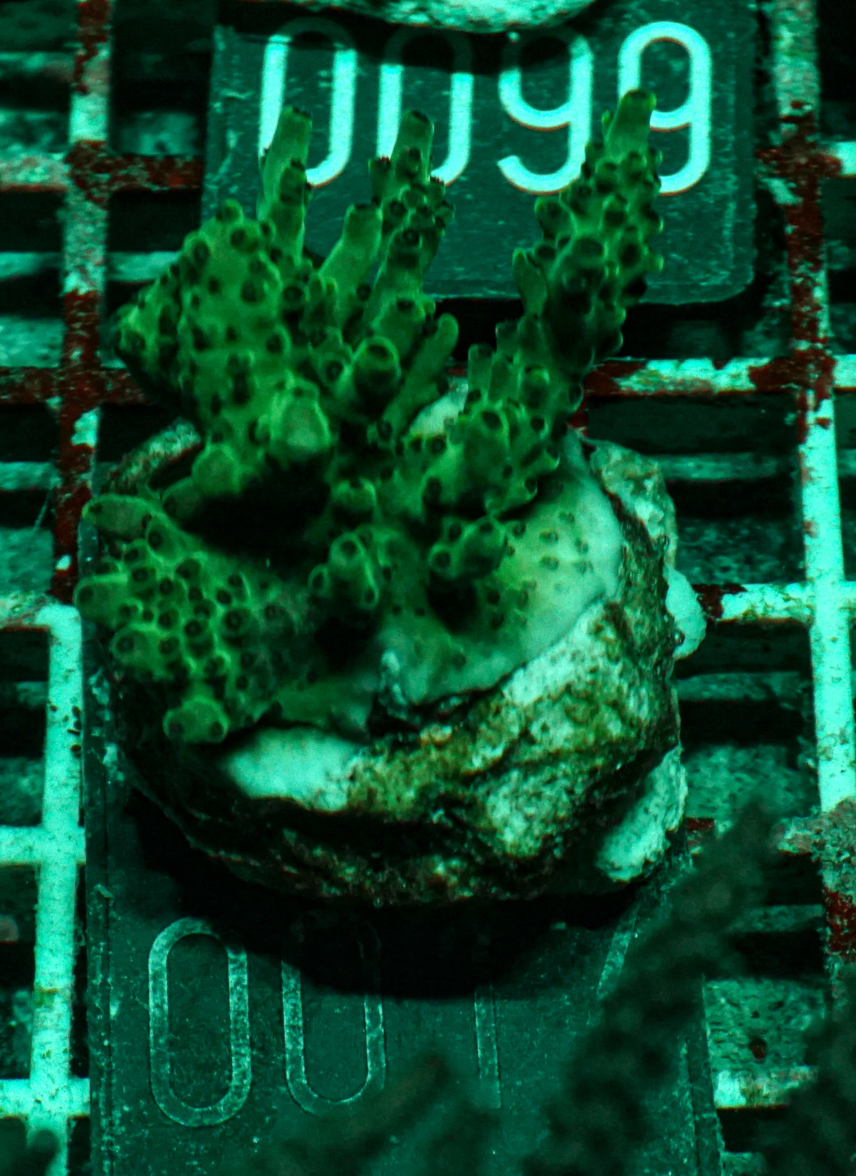 Acropora sp.