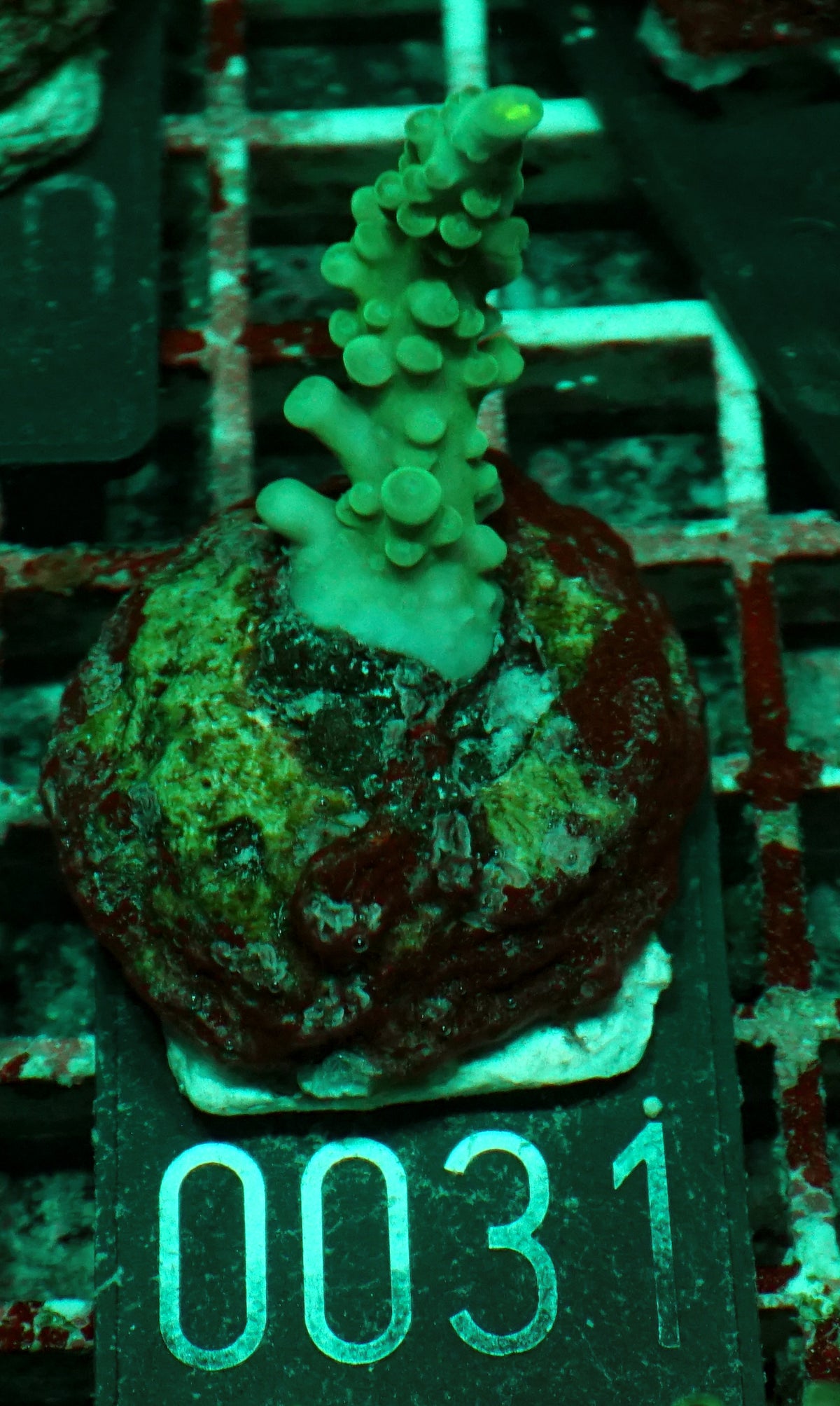 Acropora caduus "hellblau"
