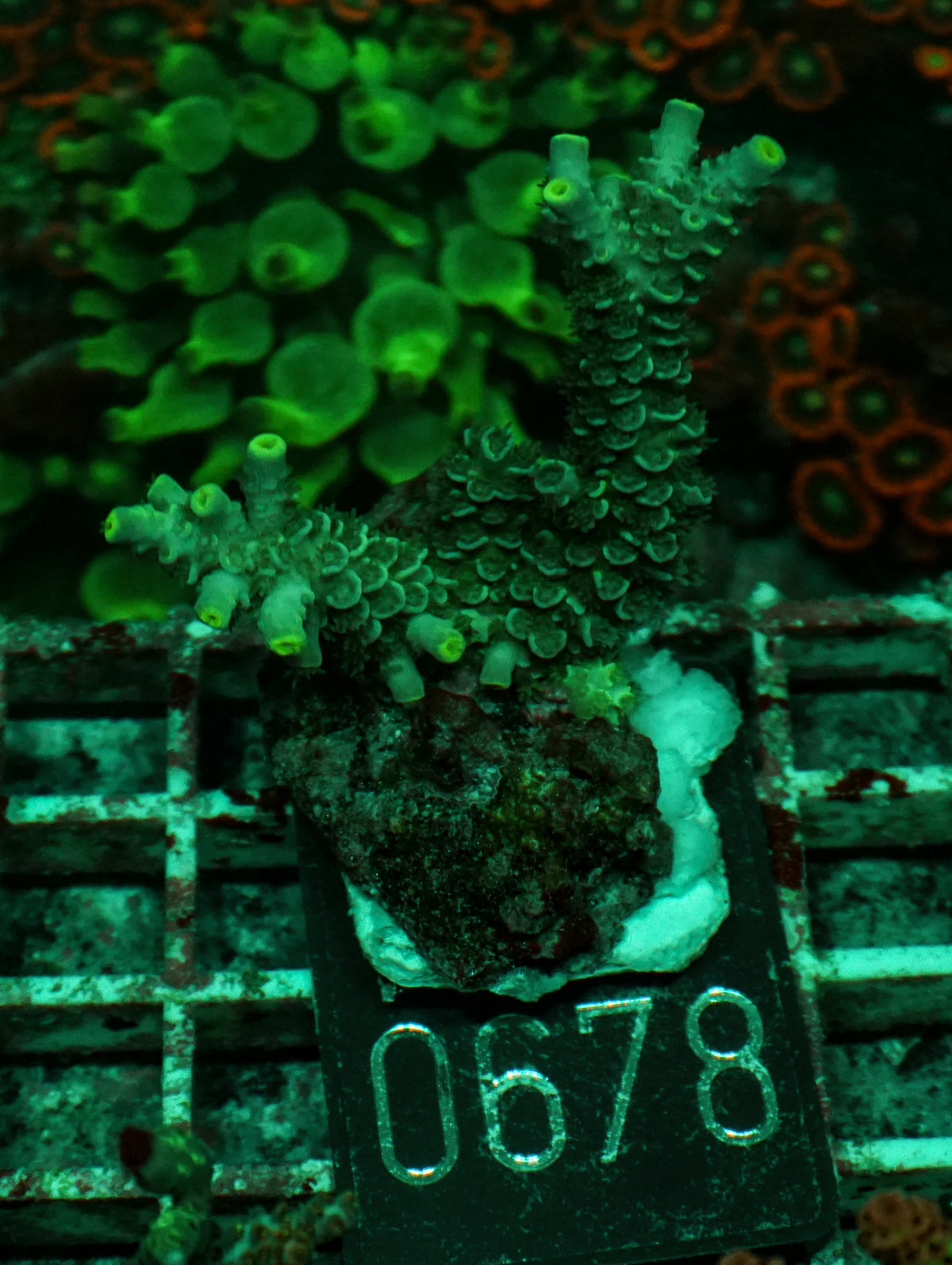 Acropora tenuis „Walt Disney art"