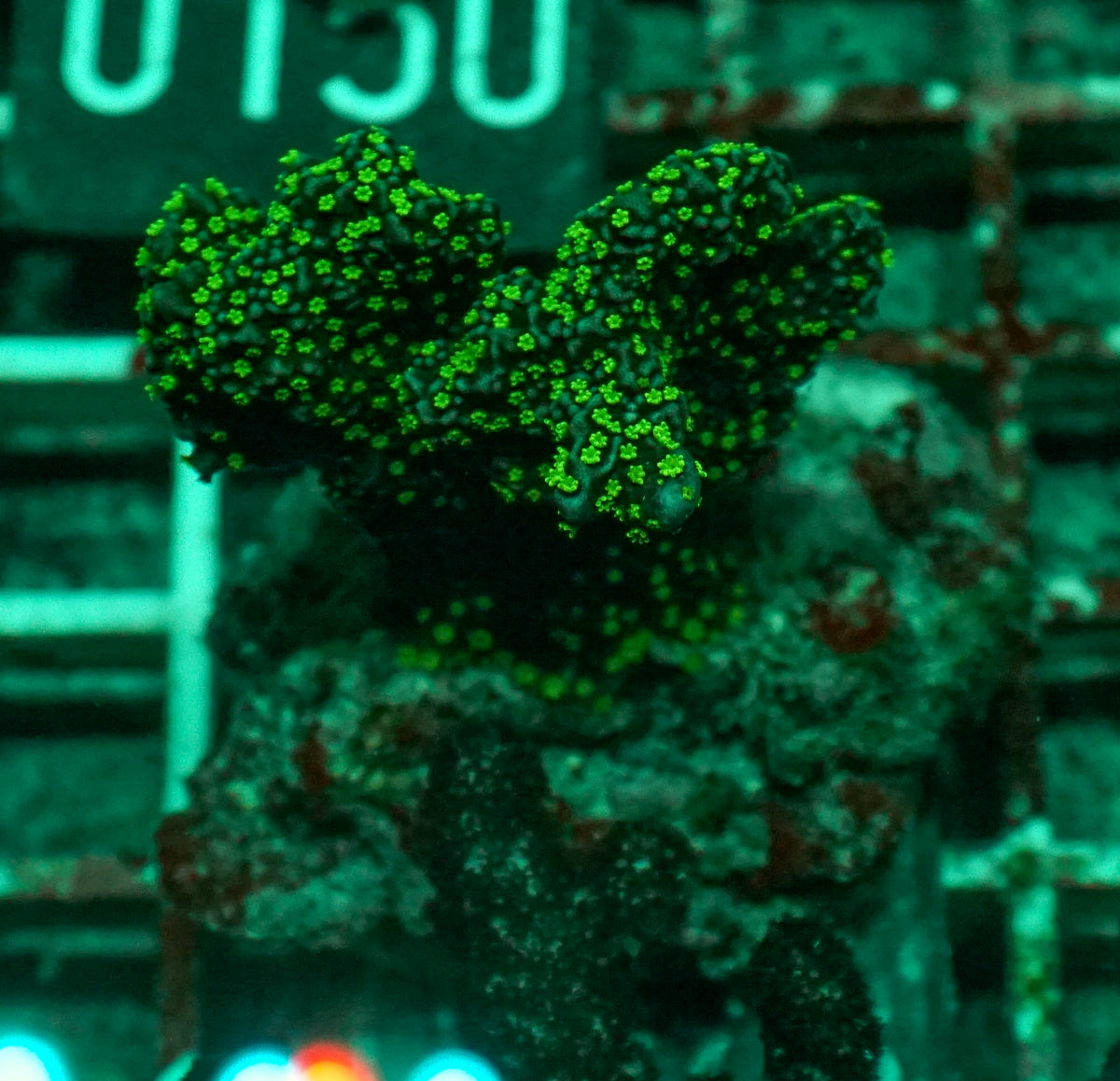 Montipora carinata “Star wars”