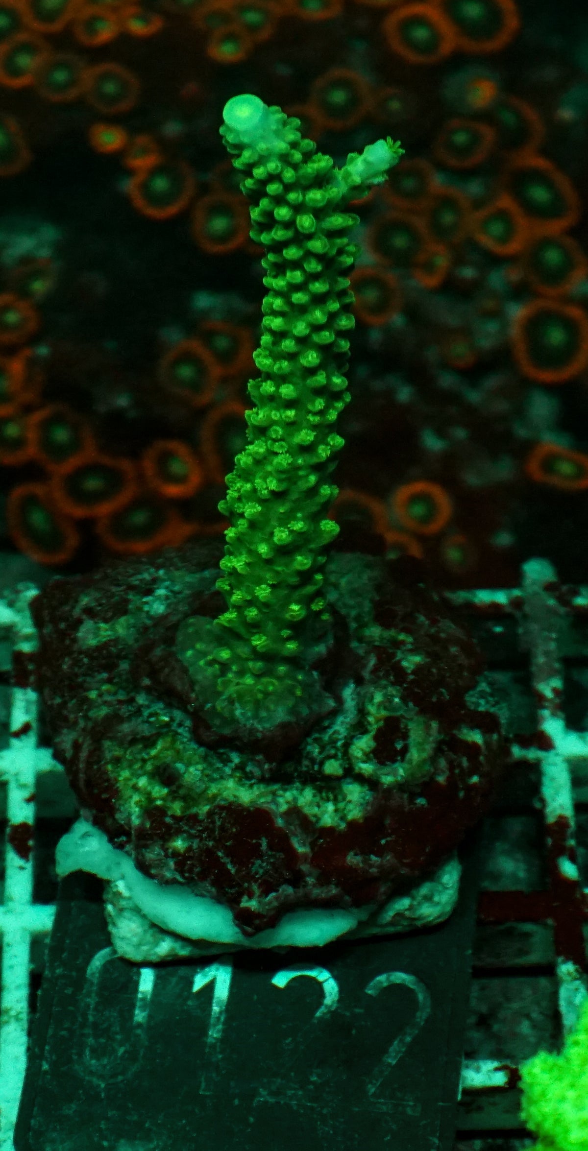 Acropora pulchra "die schöne" - rar und neu!