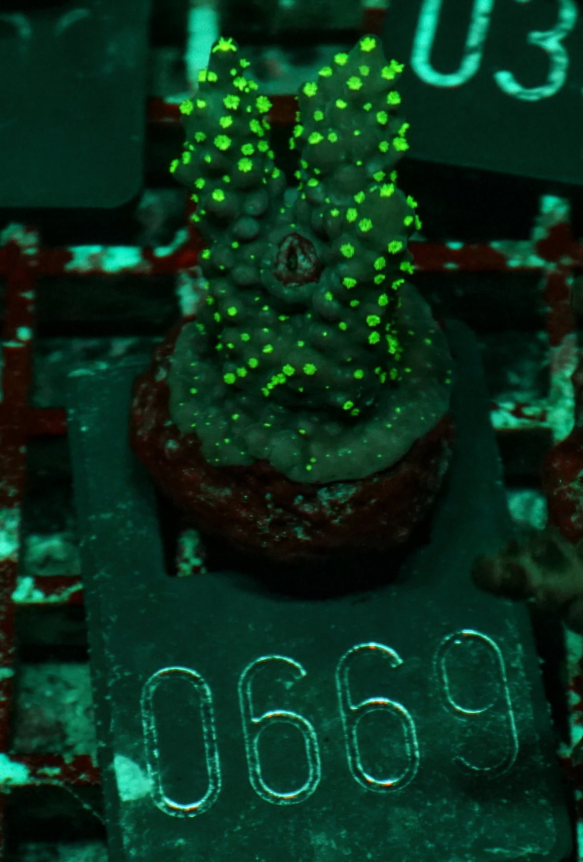 Acropora nana „tricolor“