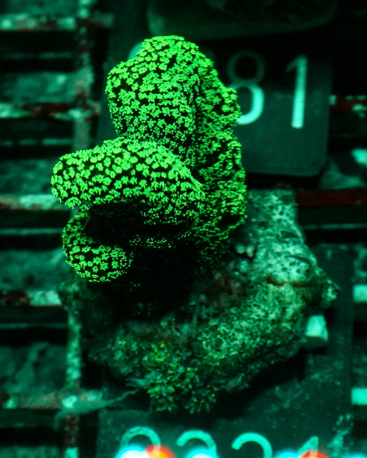 Stylophora pistillata "green"