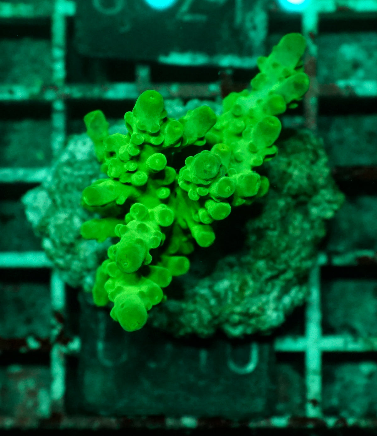 Acropora austera „golden age“