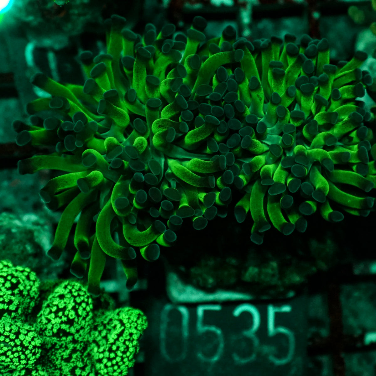 Euphyllia/Fimbriaphyllia paraancora