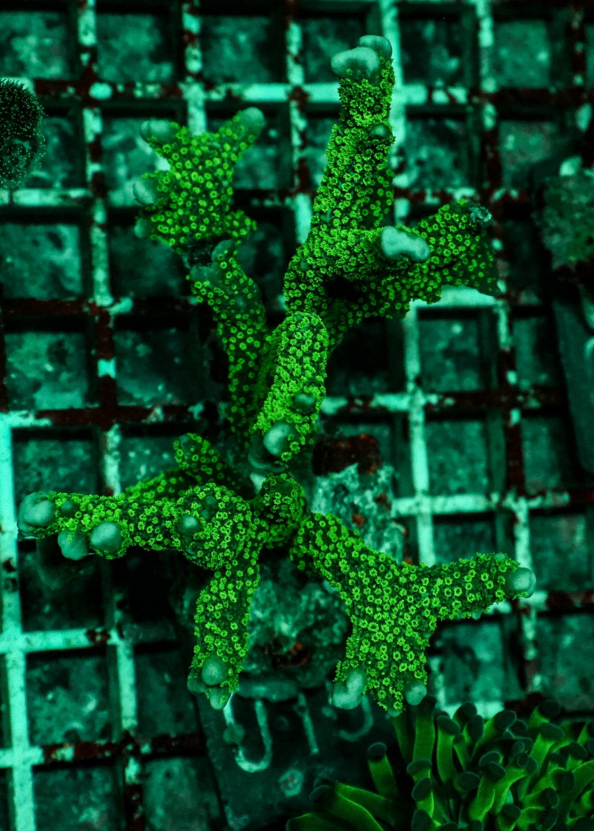 Montipora samarensis grün "rare"