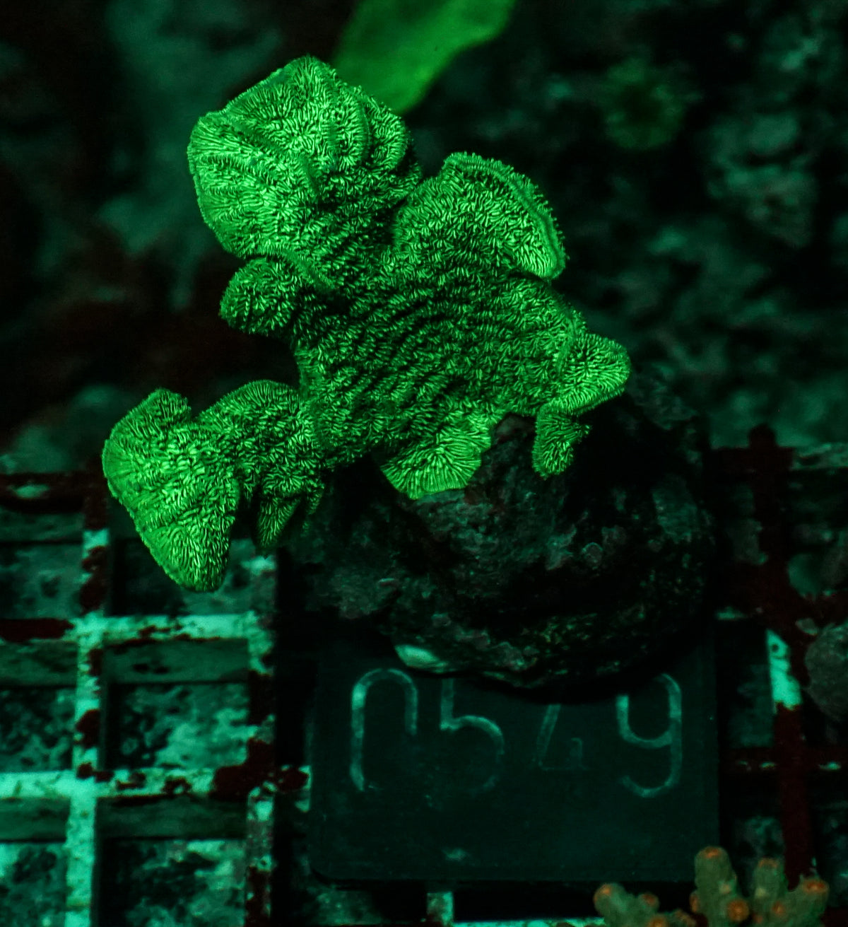 Pavona decussata