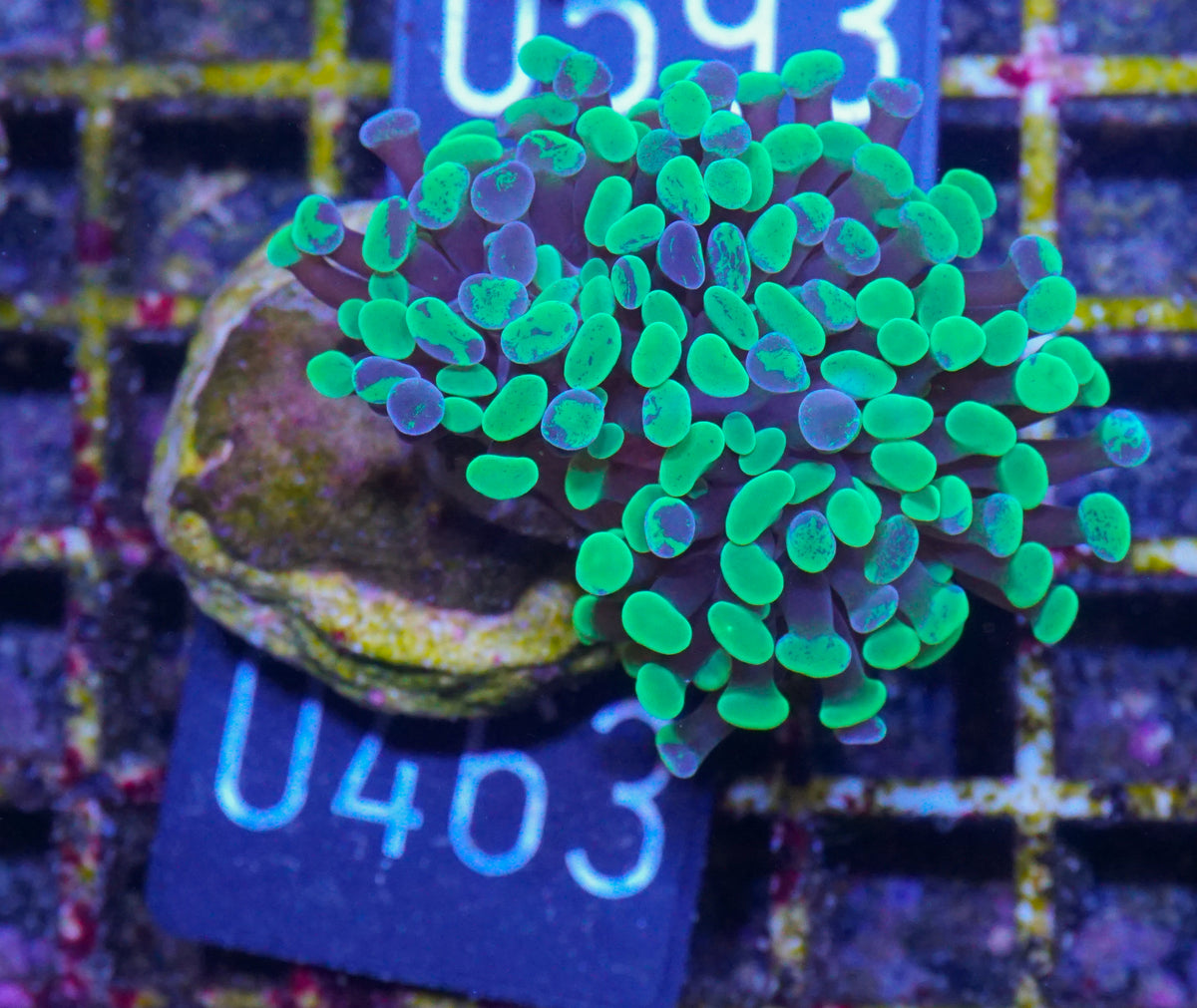 Euphyllia/Fimbriaphyllia paraancora