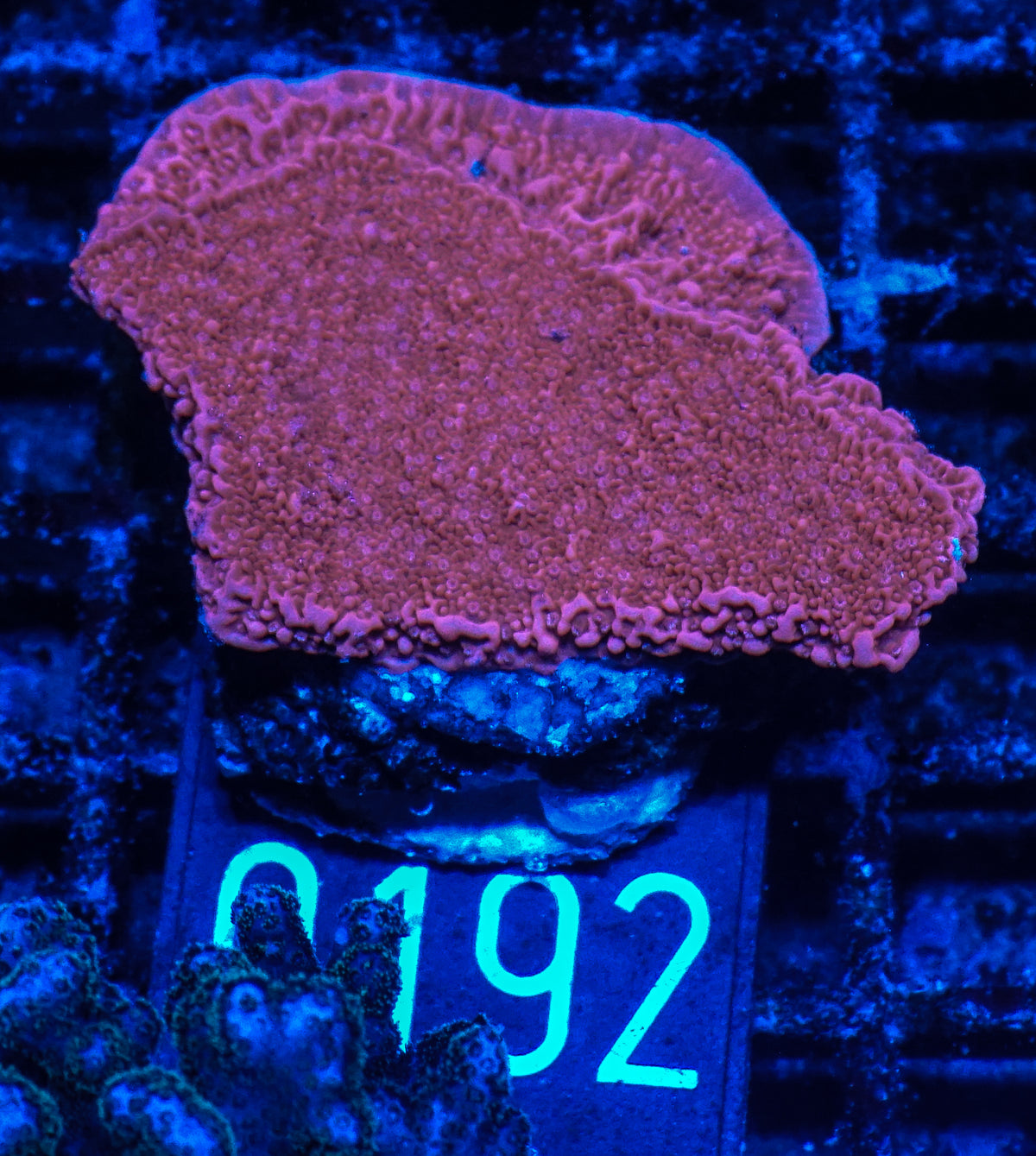 Montipora foliosa