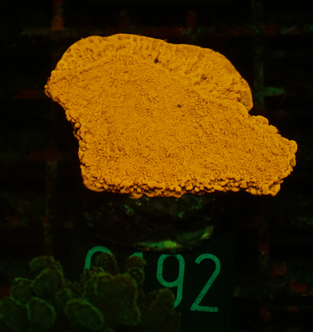 Montipora foliosa
