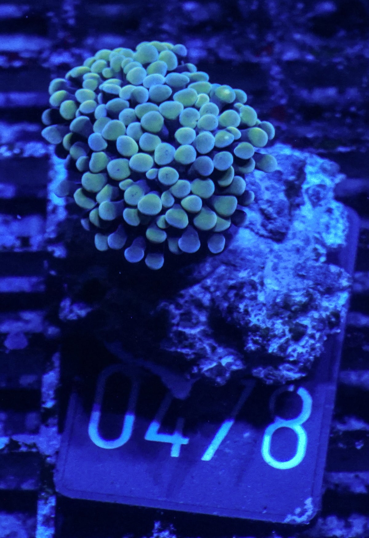 Euphyllia/Fimbriaphyllia paraancora "golden nugget"