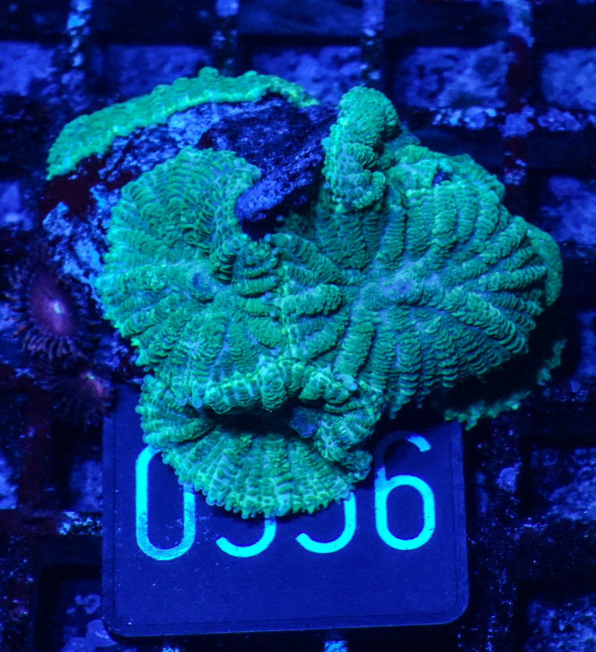 Rhodactis sp.