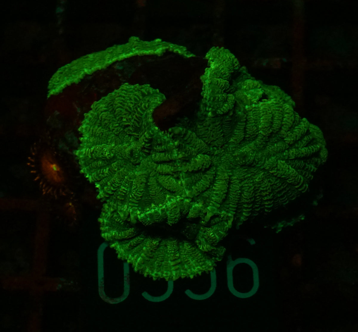 Rhodactis sp.