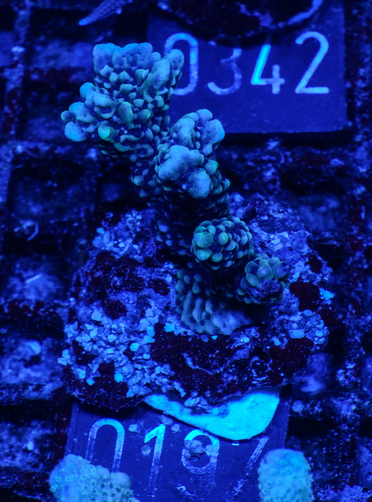 Montipora verrucosa