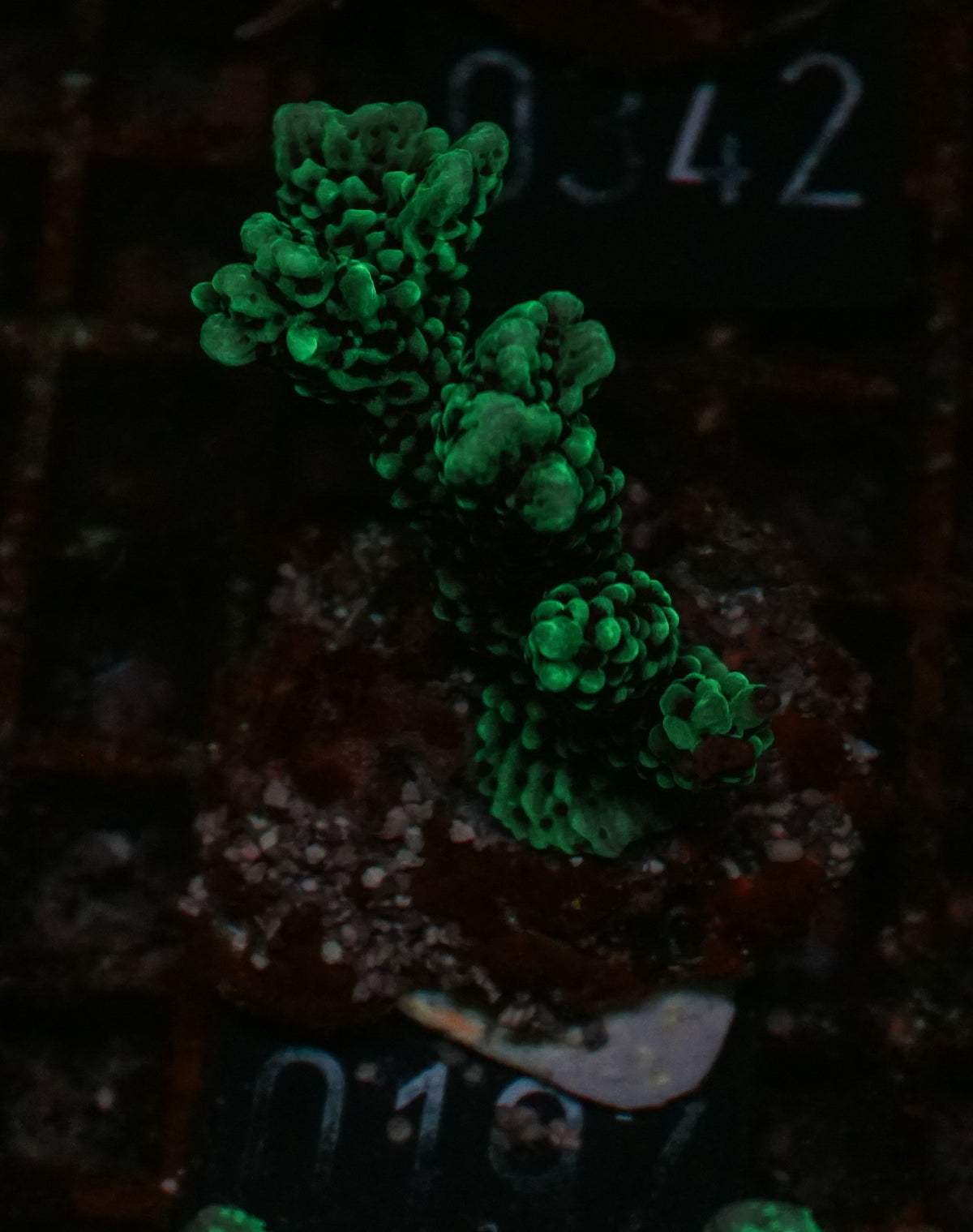 Montipora verrucosa