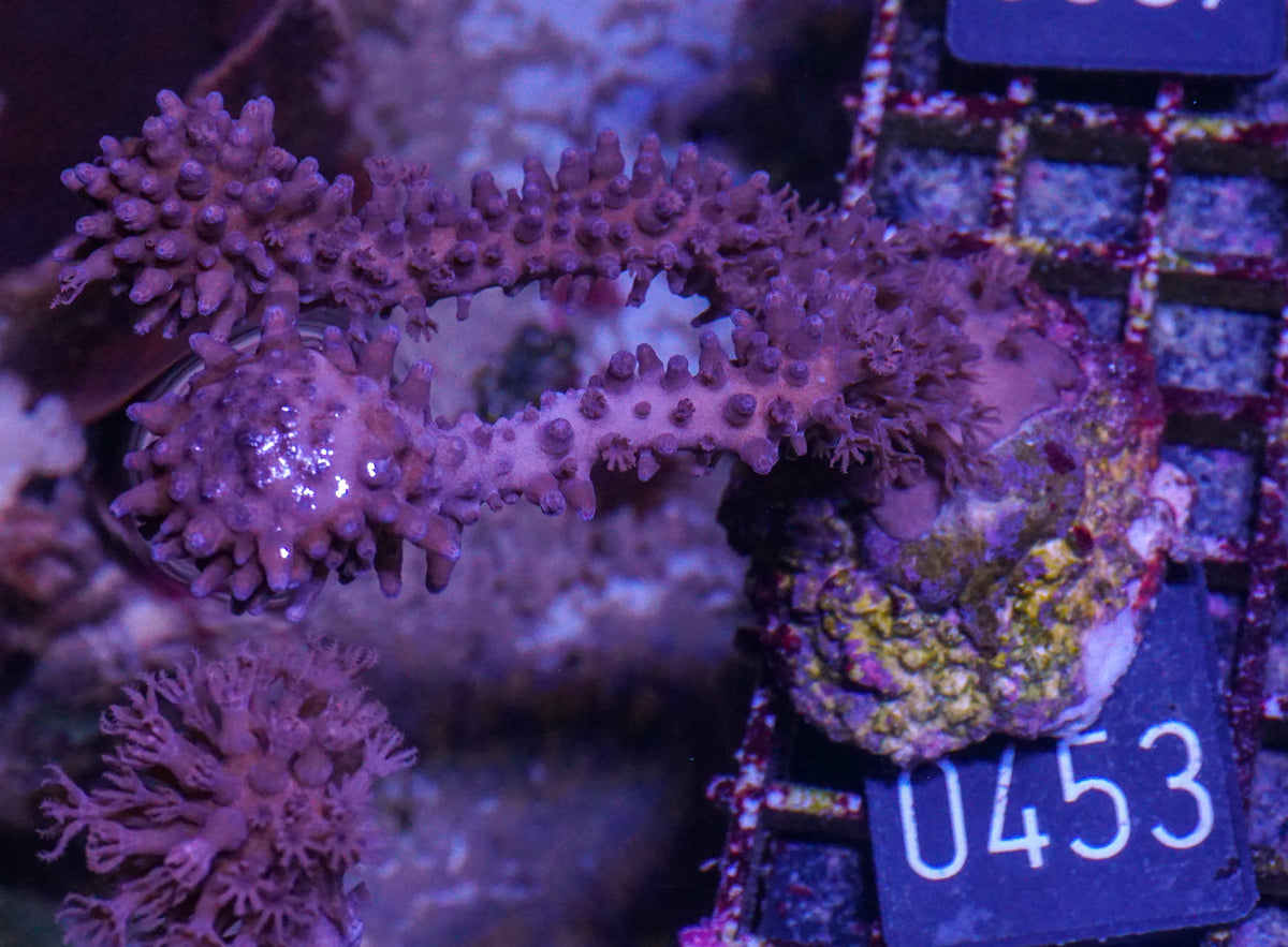 Eunicea sp.