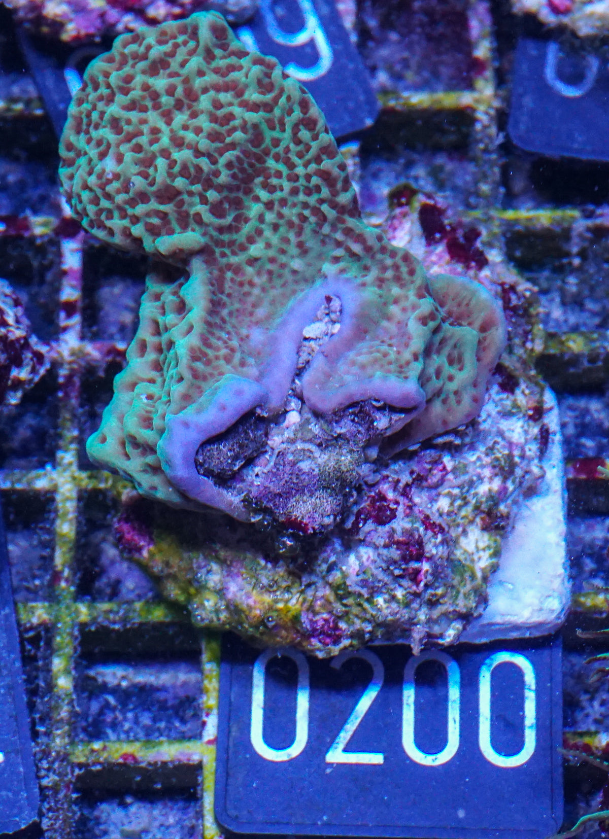 Montipora undata "Jedi mind trick"