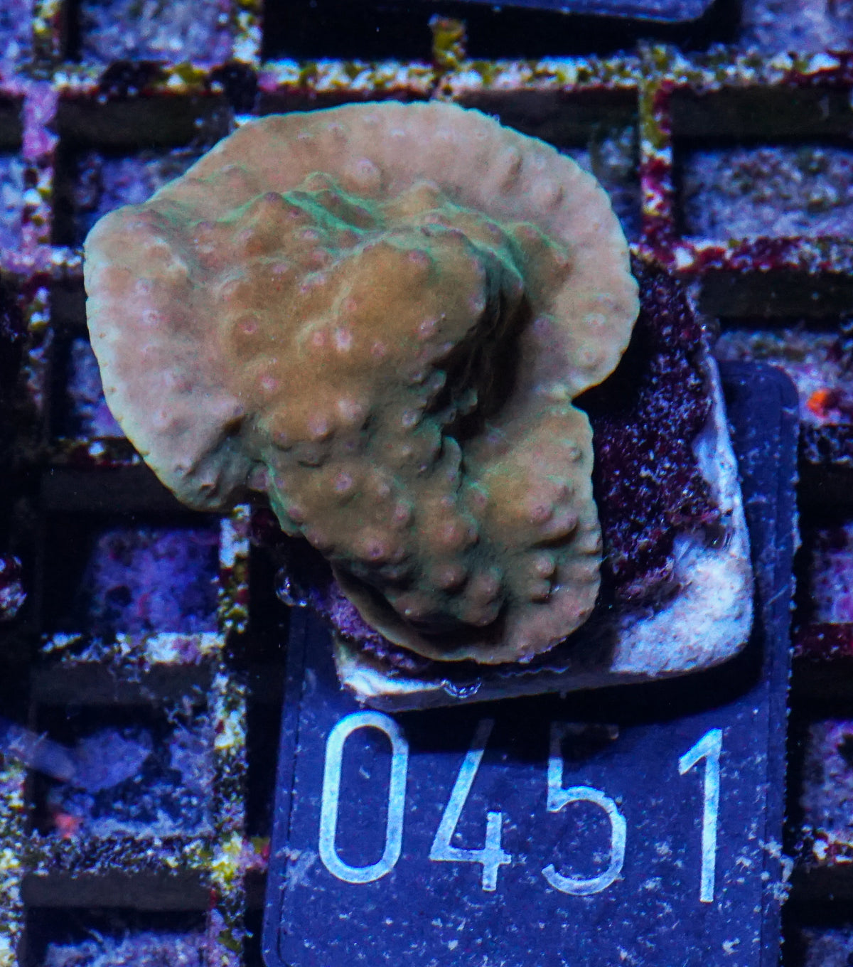 Turbinaria frodens