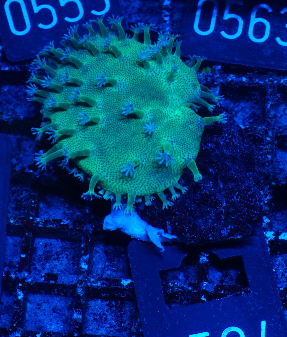 Sarcophyton tenuispiculatum