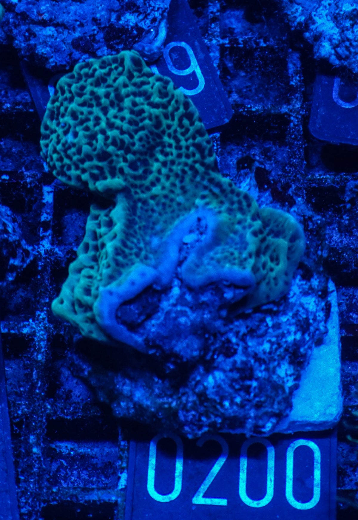 Montipora undata "Jedi mind trick"