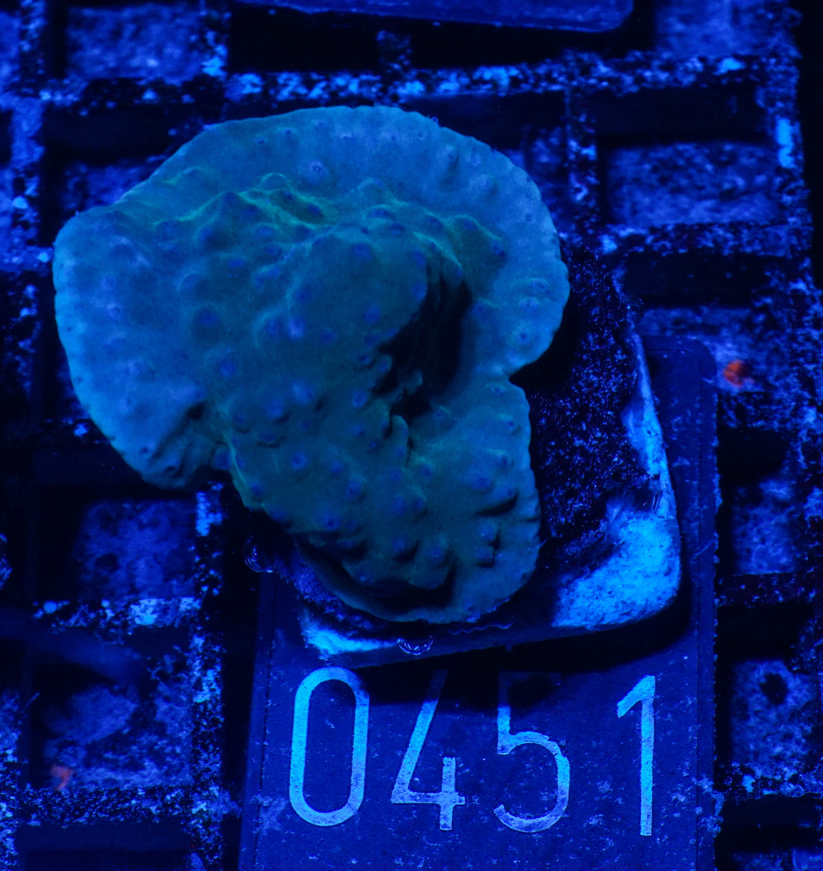Turbinaria frodens