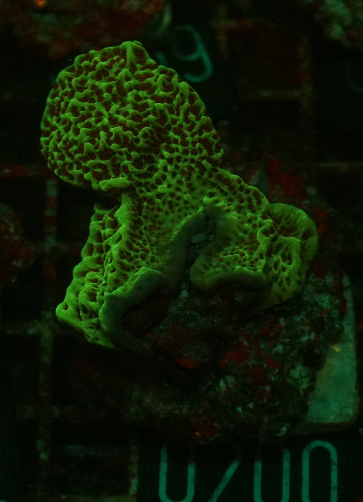 Montipora undata/danae "red"