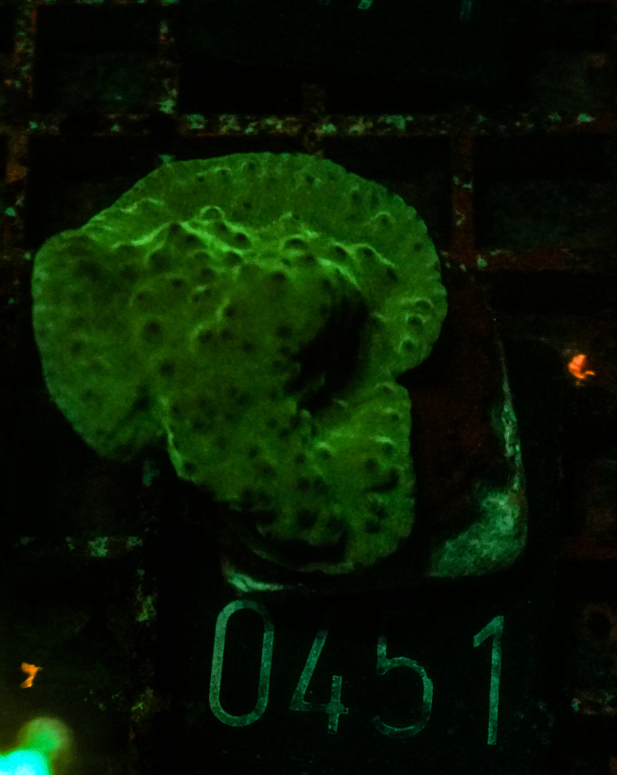 Turbinaria frodens