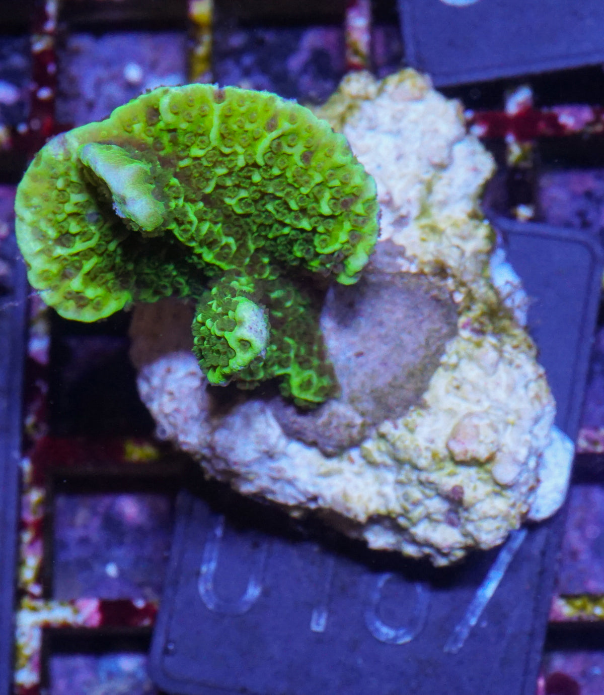 Montipora confusa