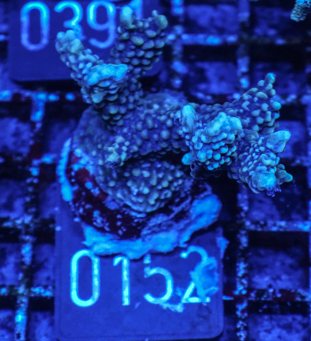 Montipora verrucosa