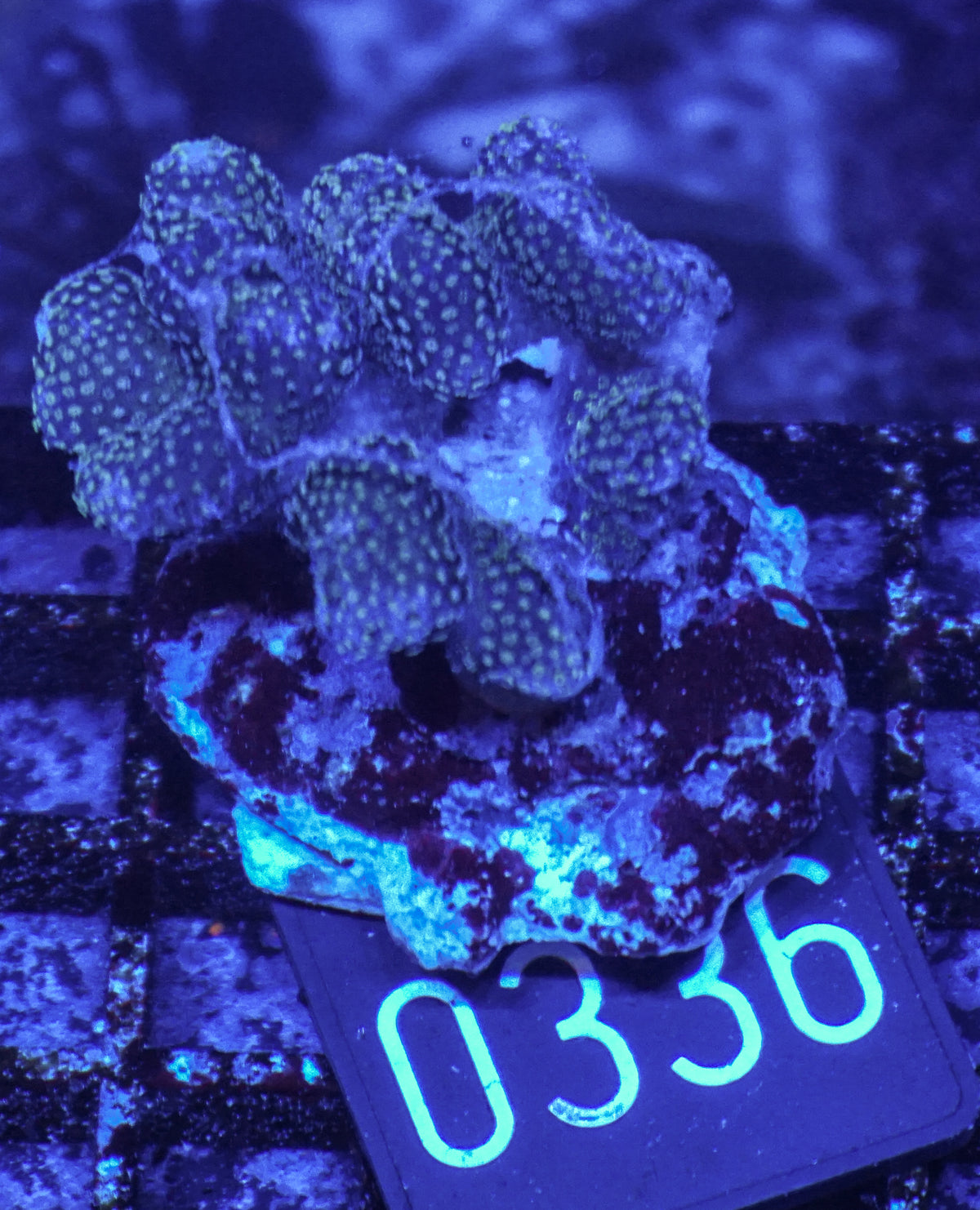 Stylophora pistillata "pink"