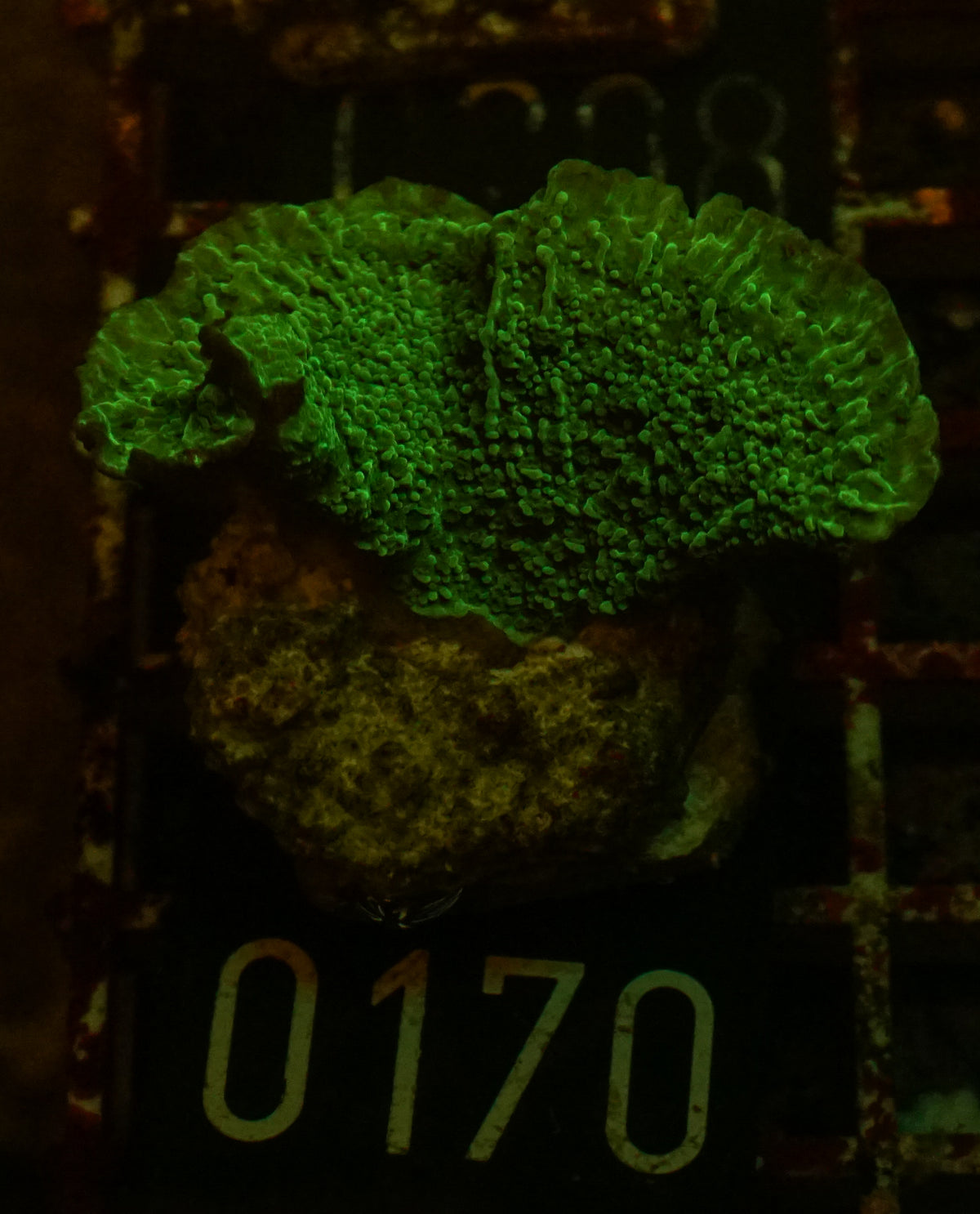 Montipora delicatula