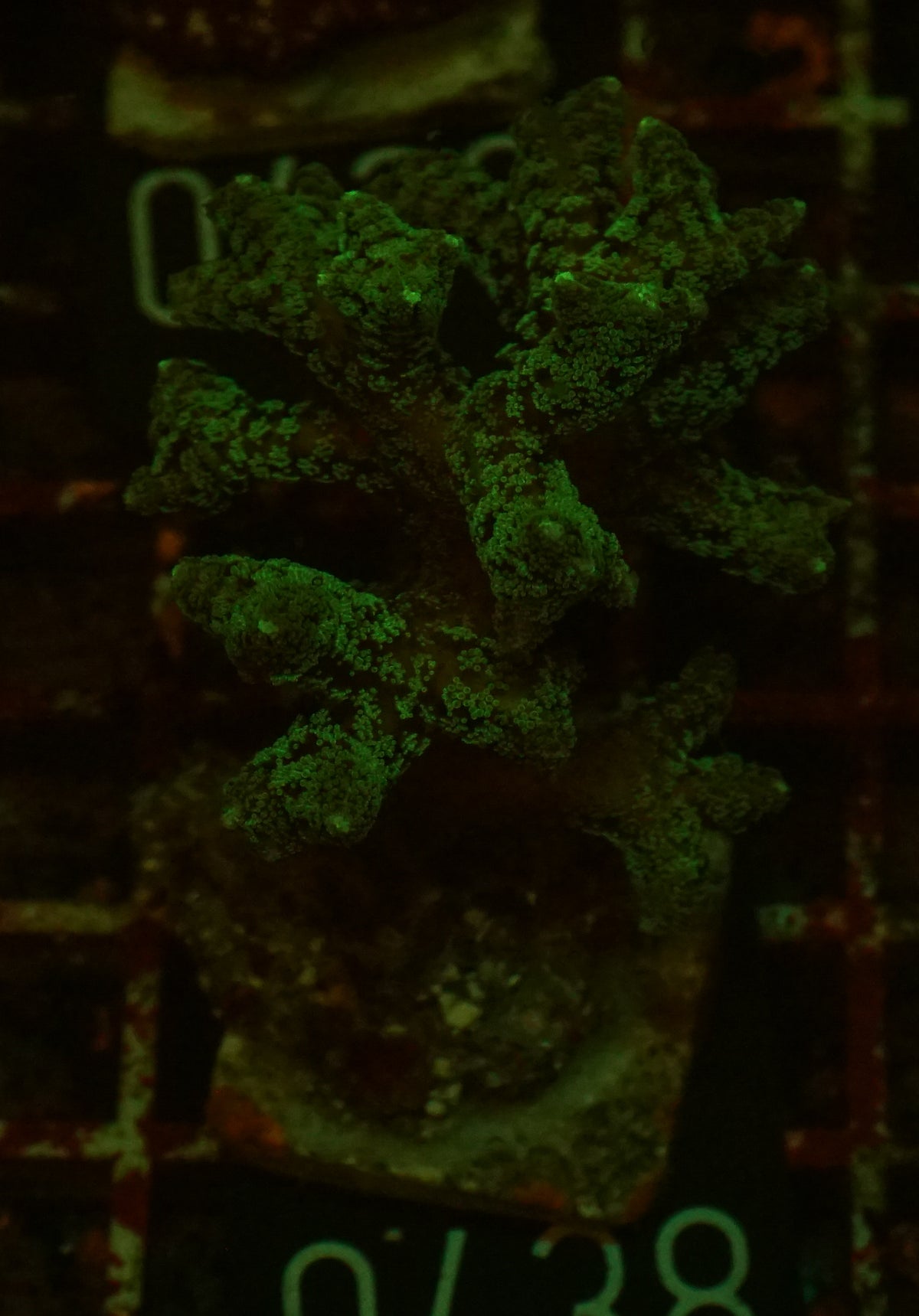 Seriatopora caliendrum "bicolor"