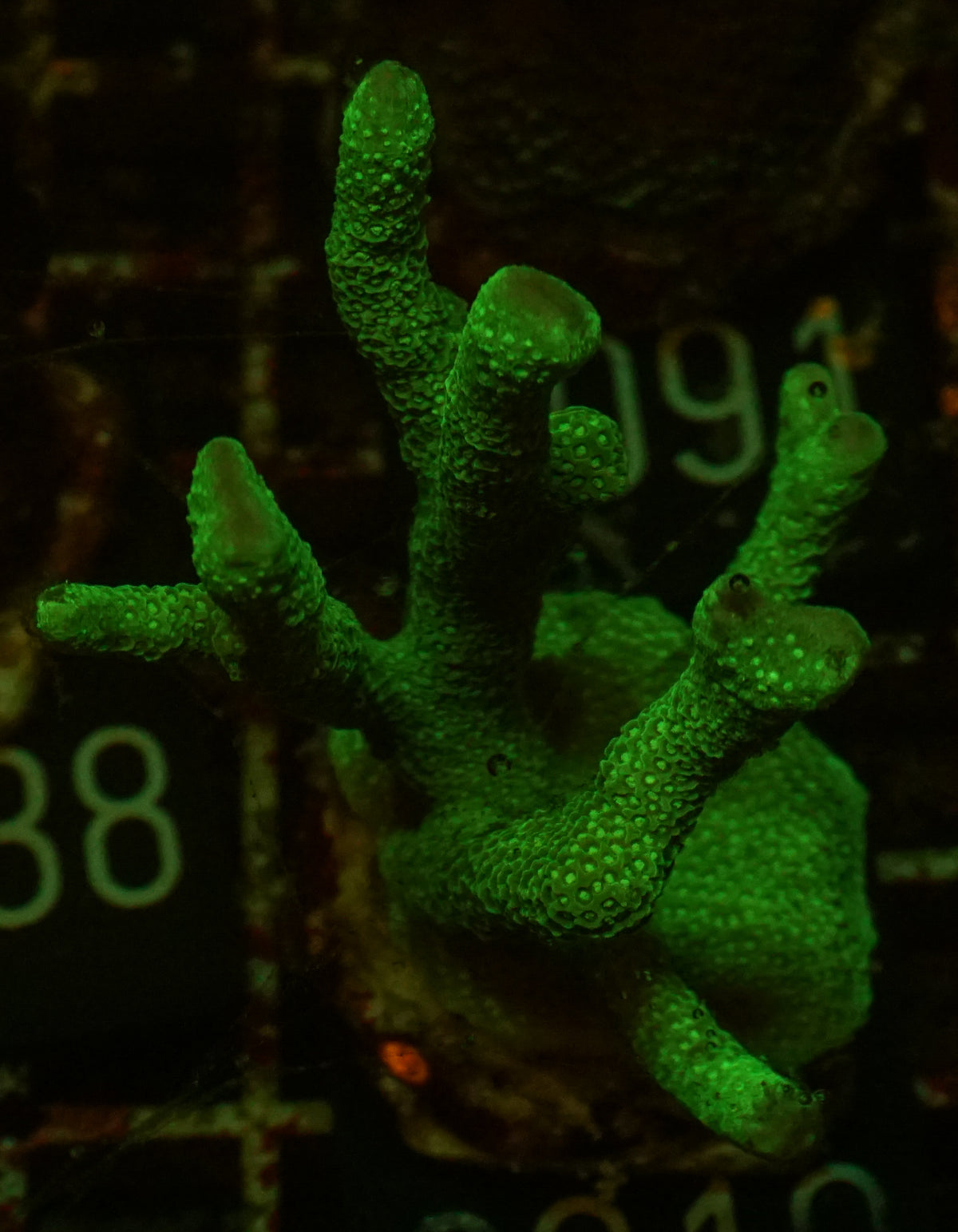 Montipora digitata grün