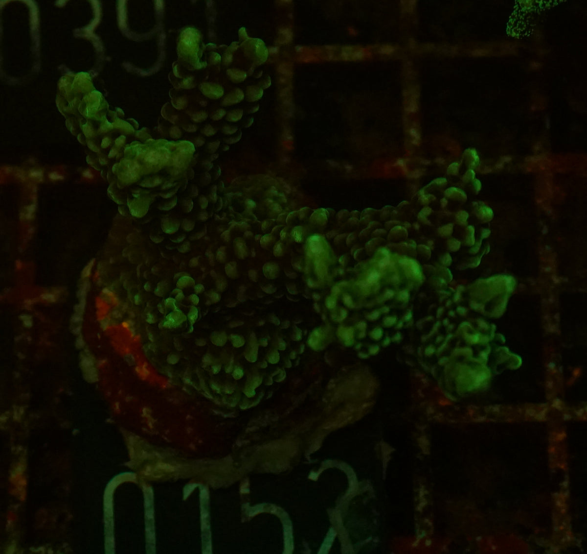Montipora verrucosa