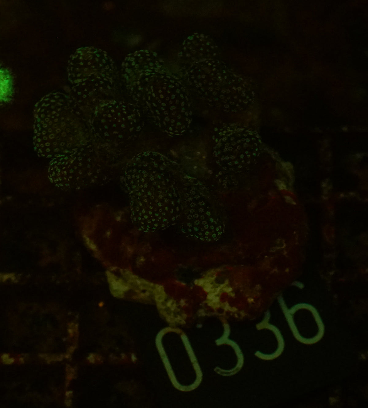 Stylophora pistillata "pink"