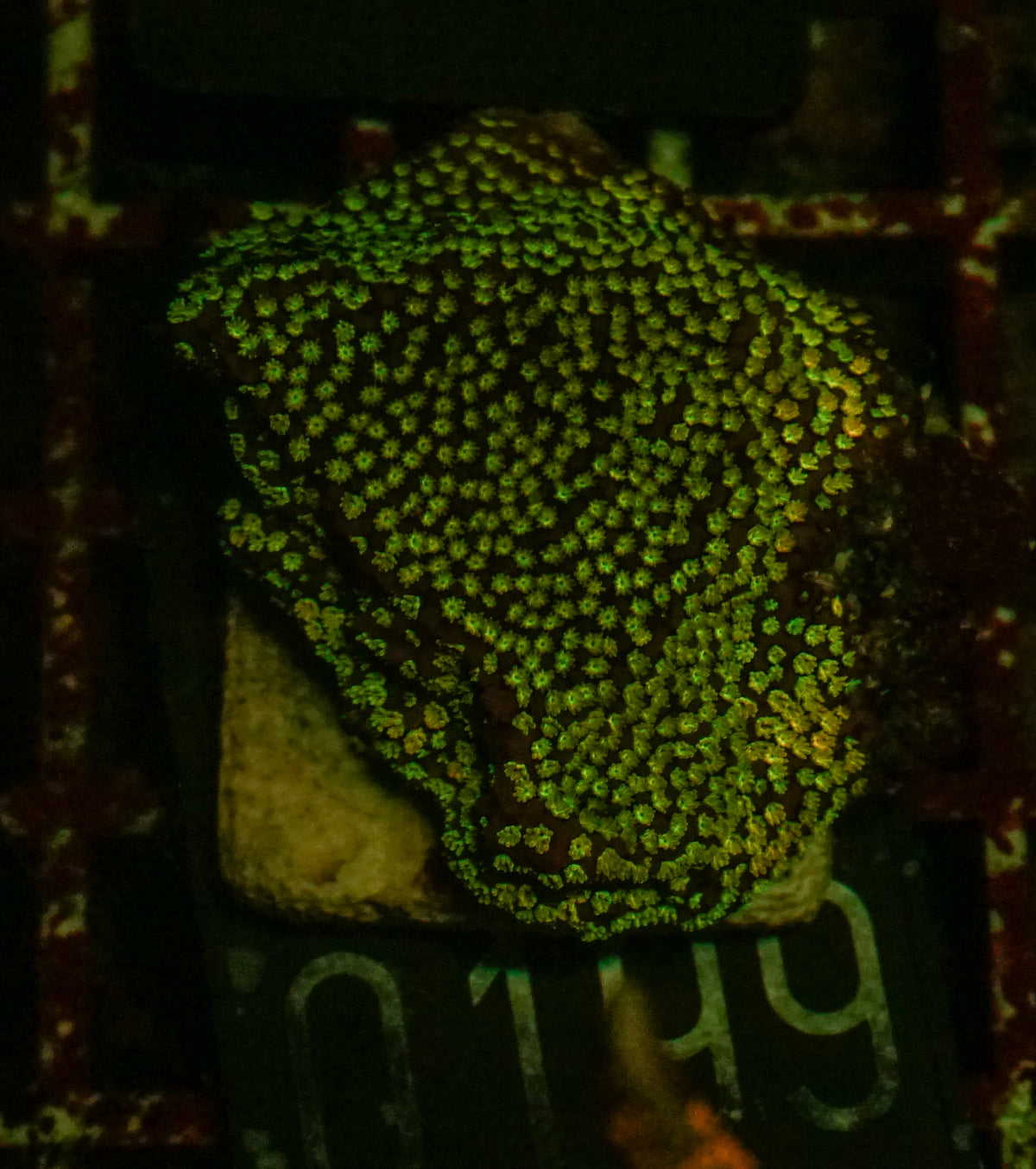 Montipora mollis "rainbow"