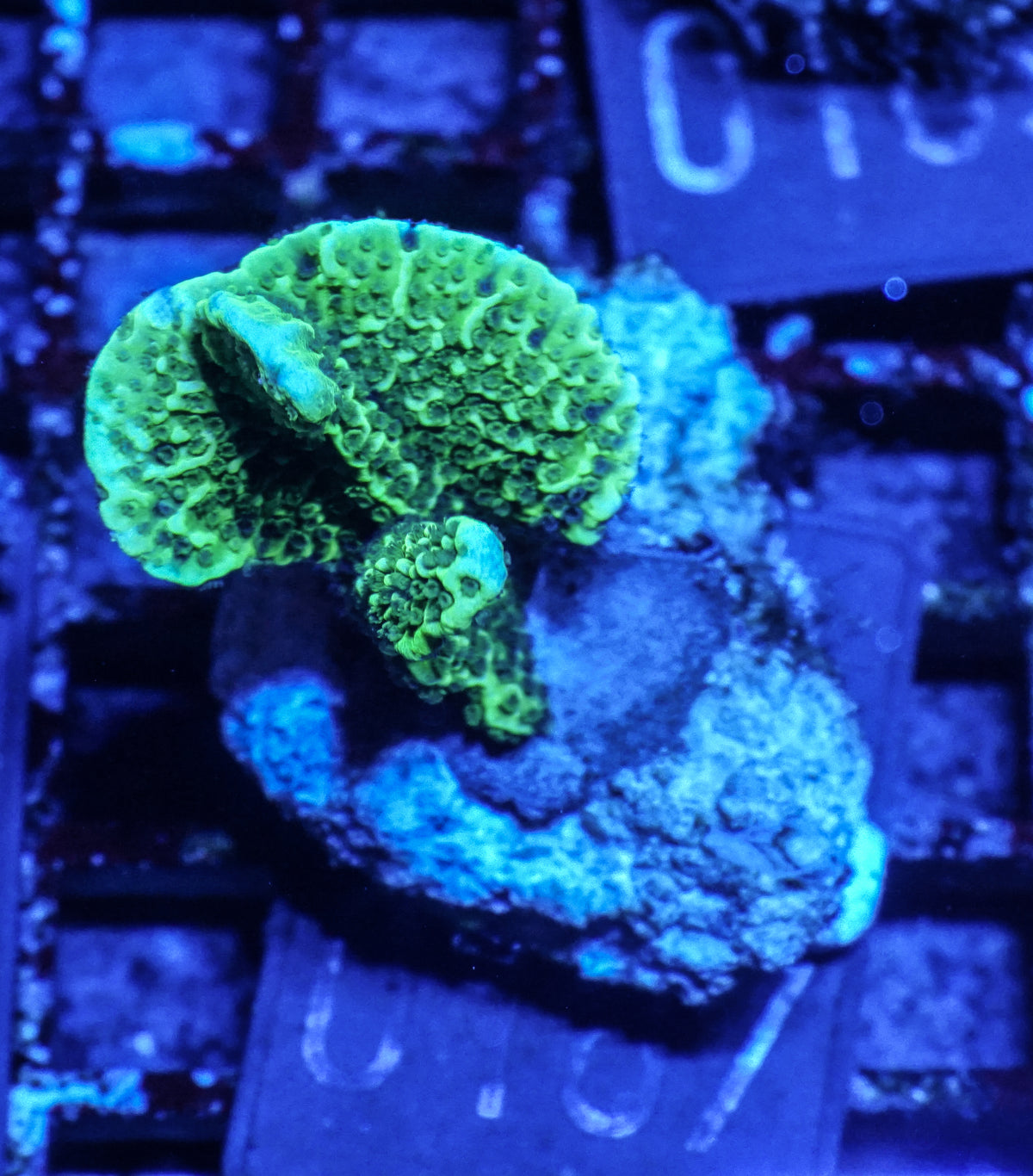 Montipora confusa