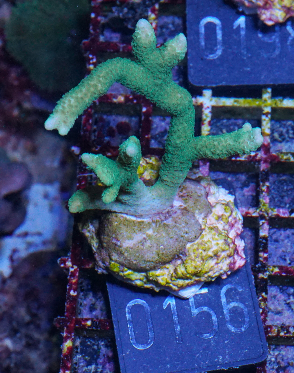 Montipora digitata grün