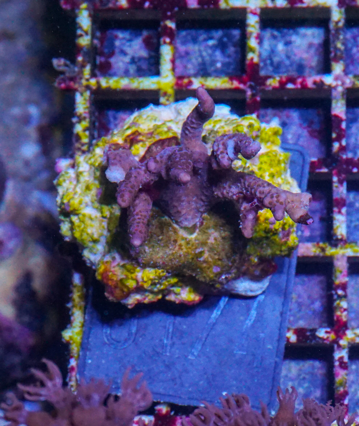 Montipora altasepta "digitata" lila