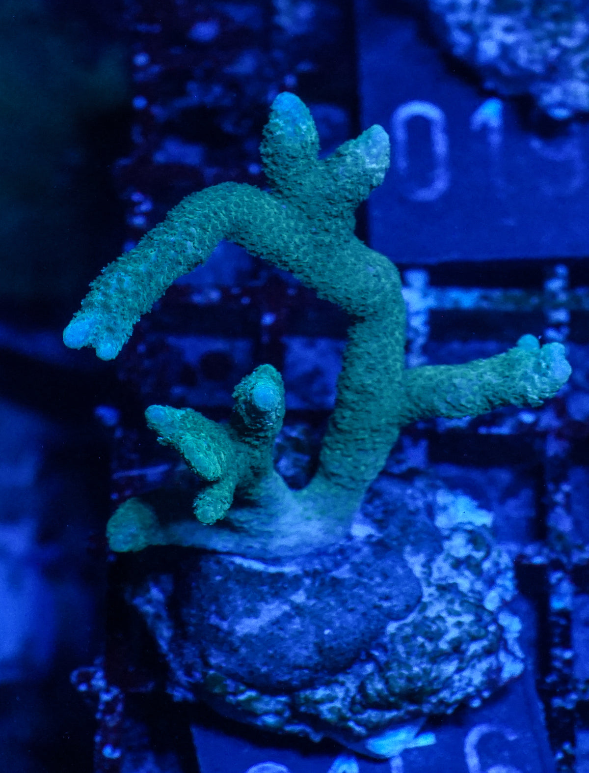 Montipora digitata grün