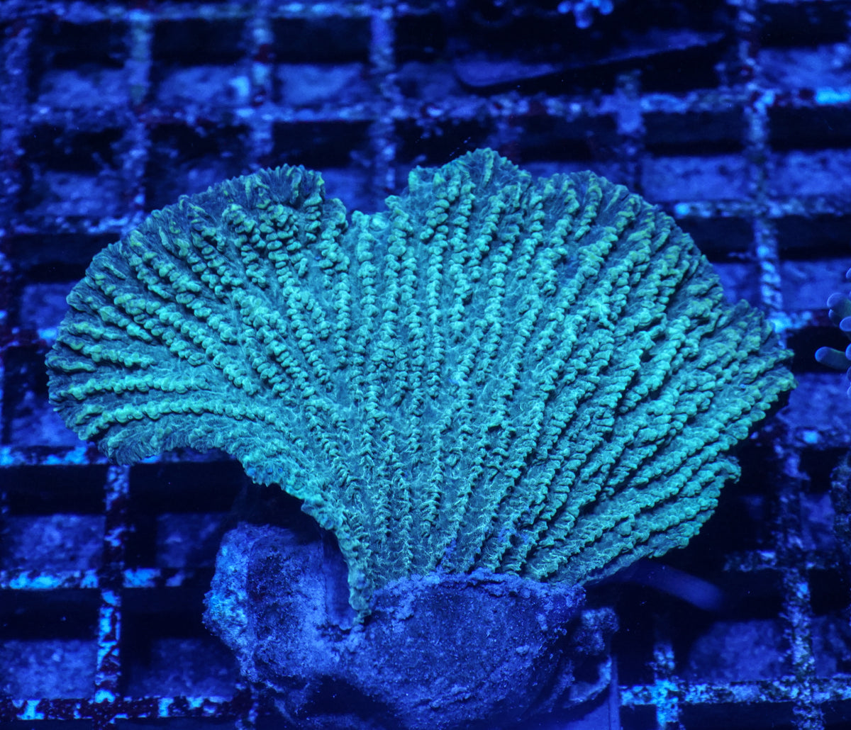 Merulina ampliata