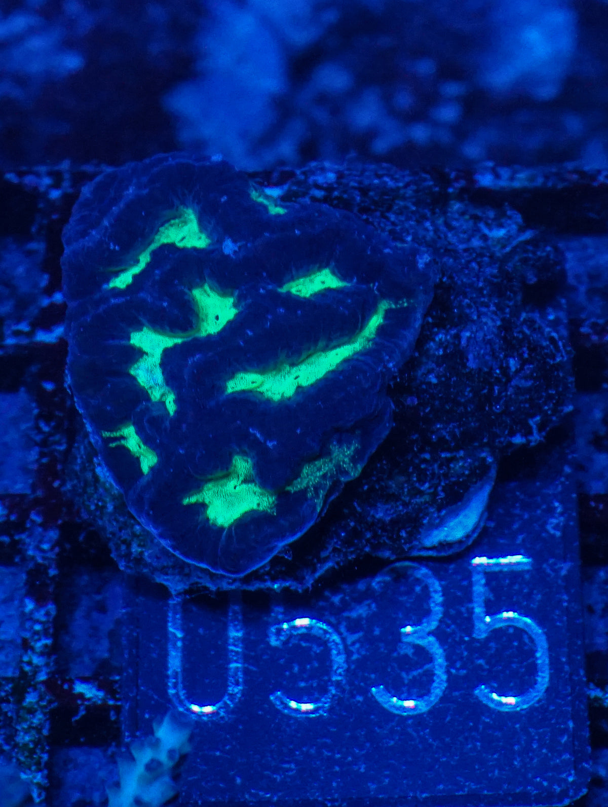 Platygyra acuta