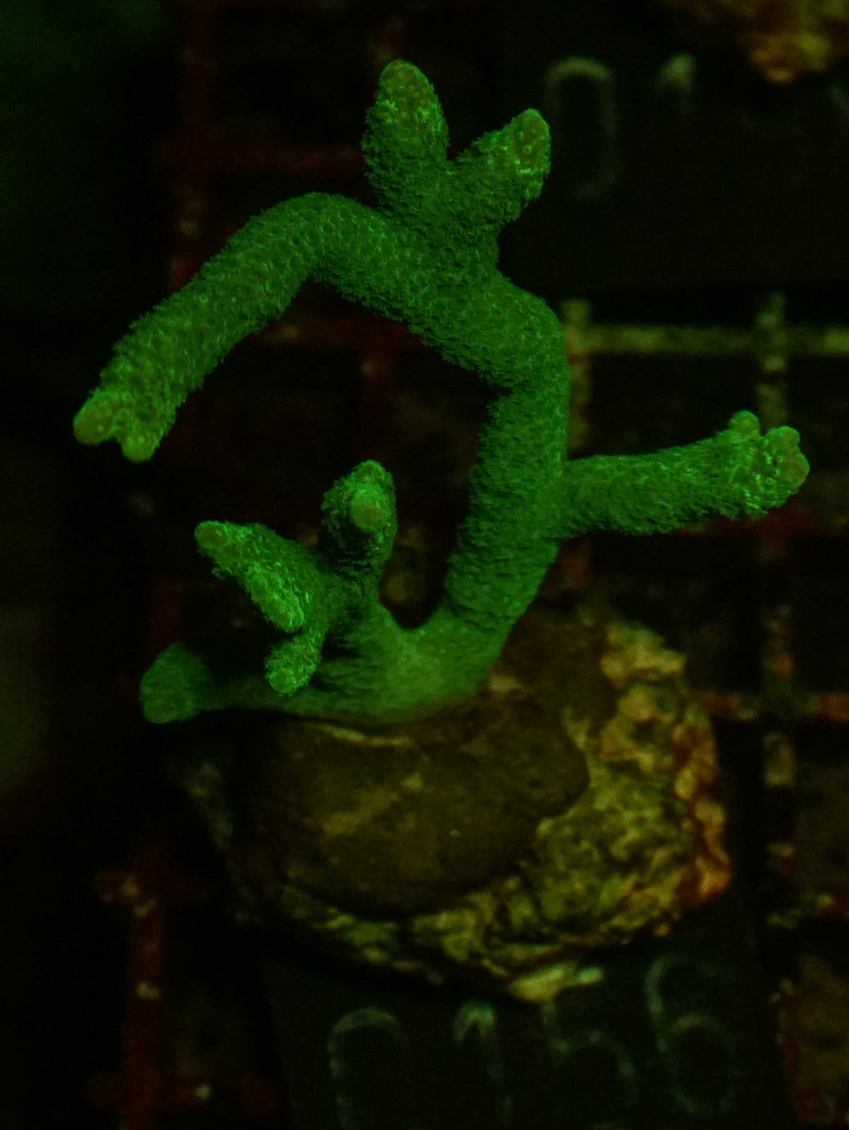 Montipora digitata grün