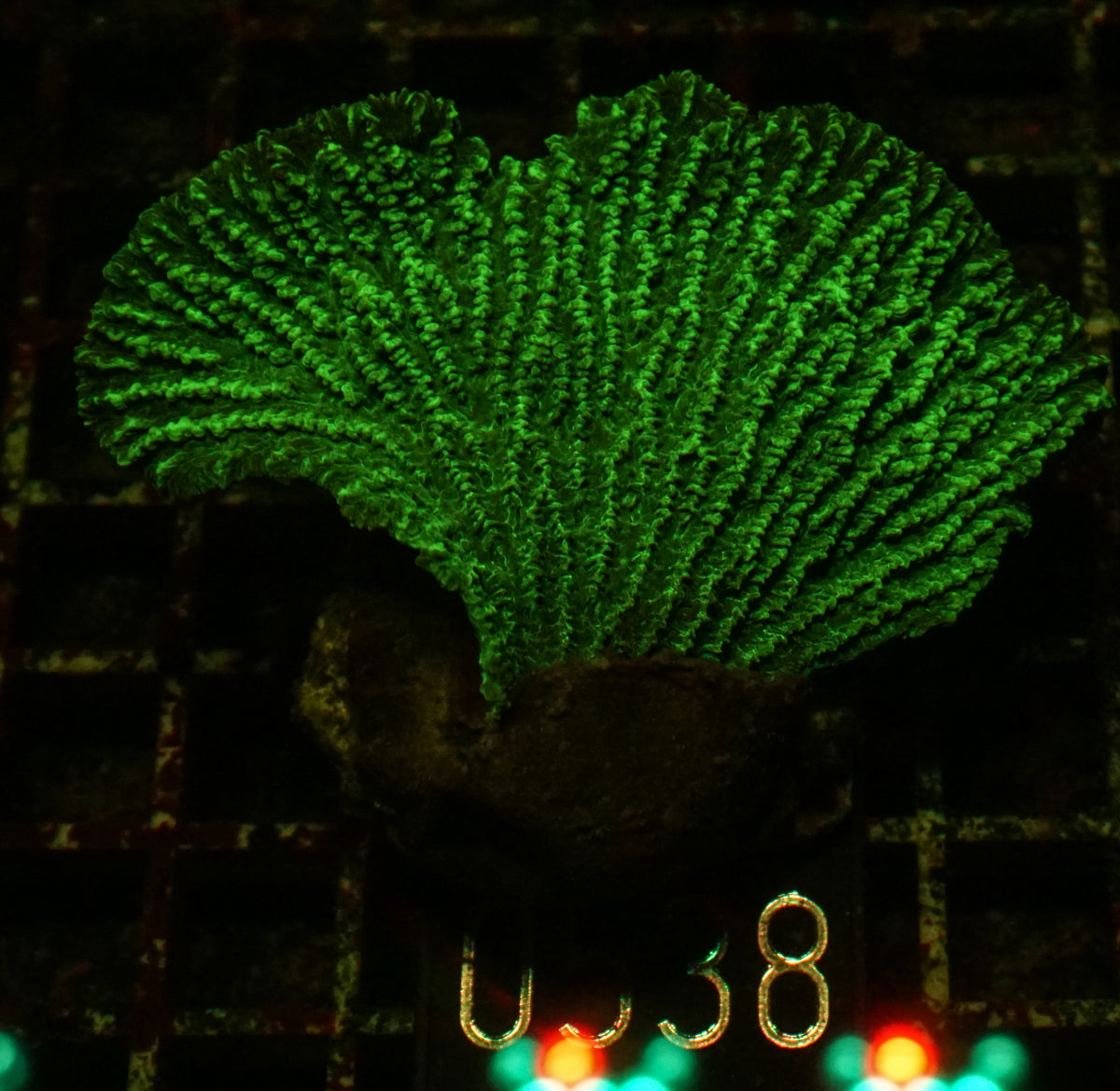 Merulina ampliata
