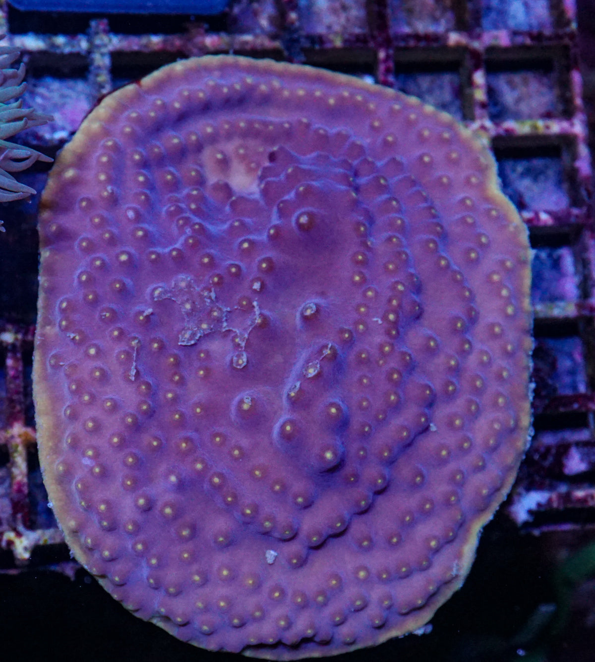 Turbinaria mesenterina