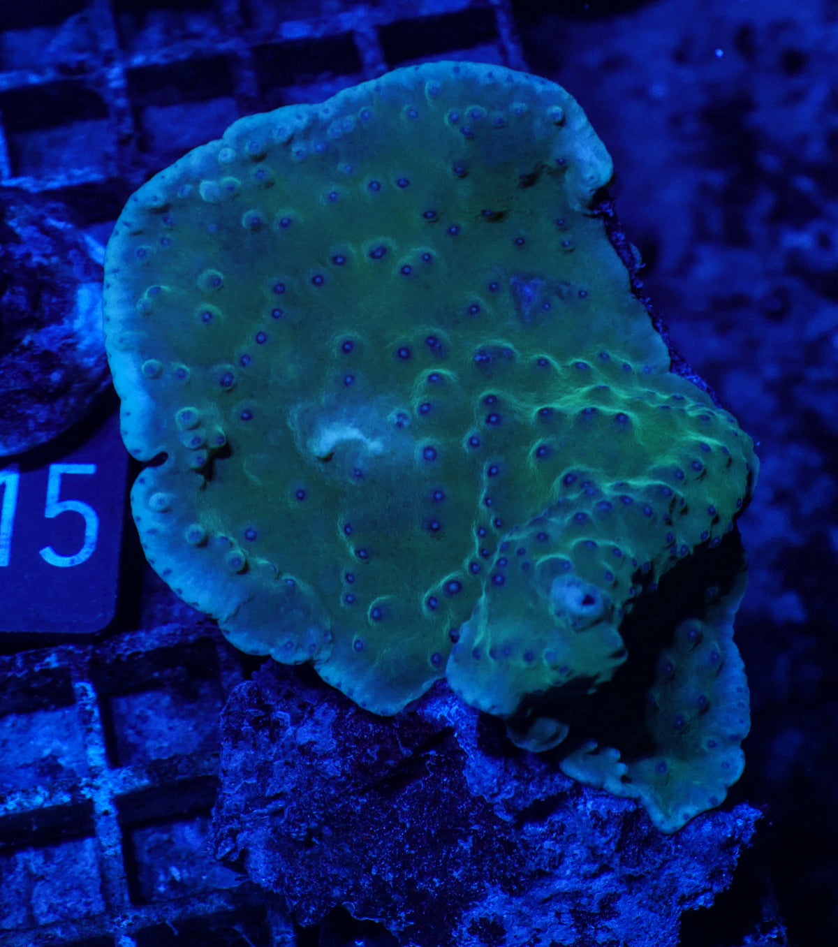 Turbinaria frodens