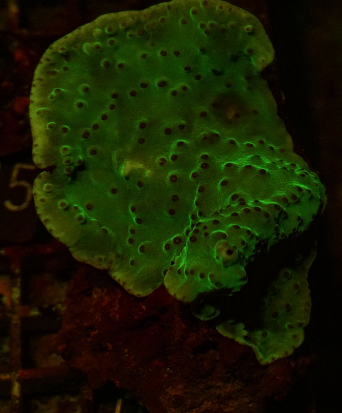 Turbinaria frodens