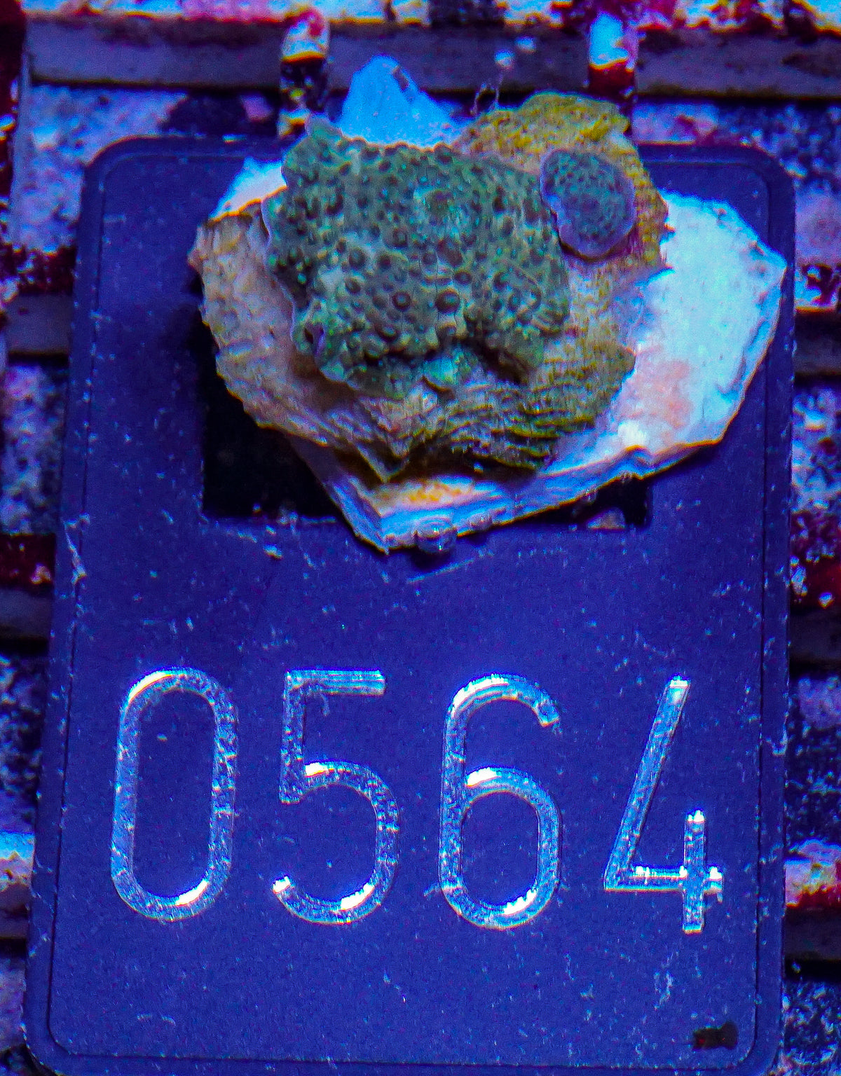 Discosoma sp.